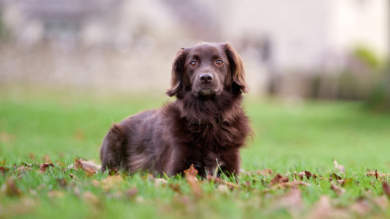 A dog lying on the grass facing the viewer