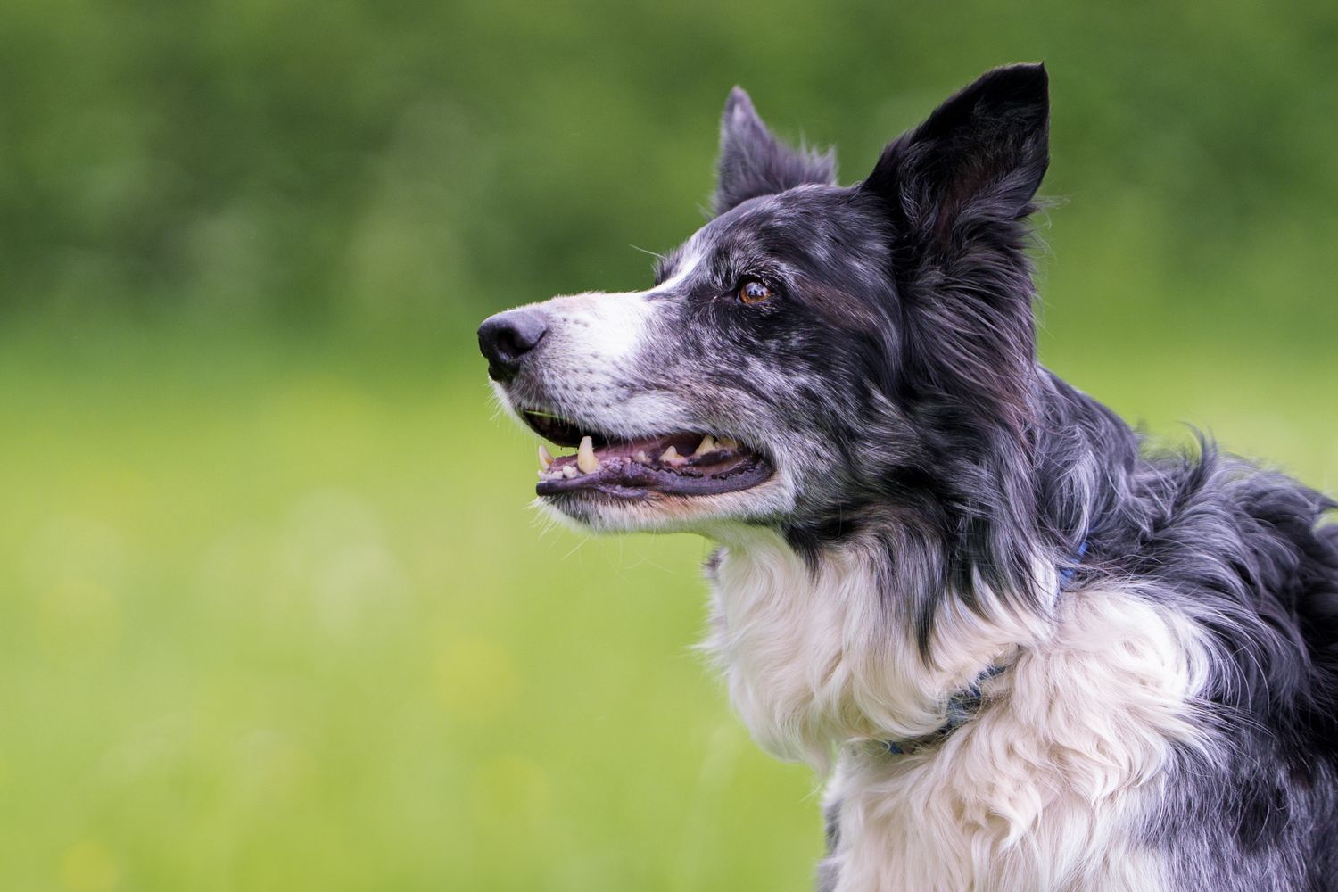 A close-up of a grey and white Border Collie's head