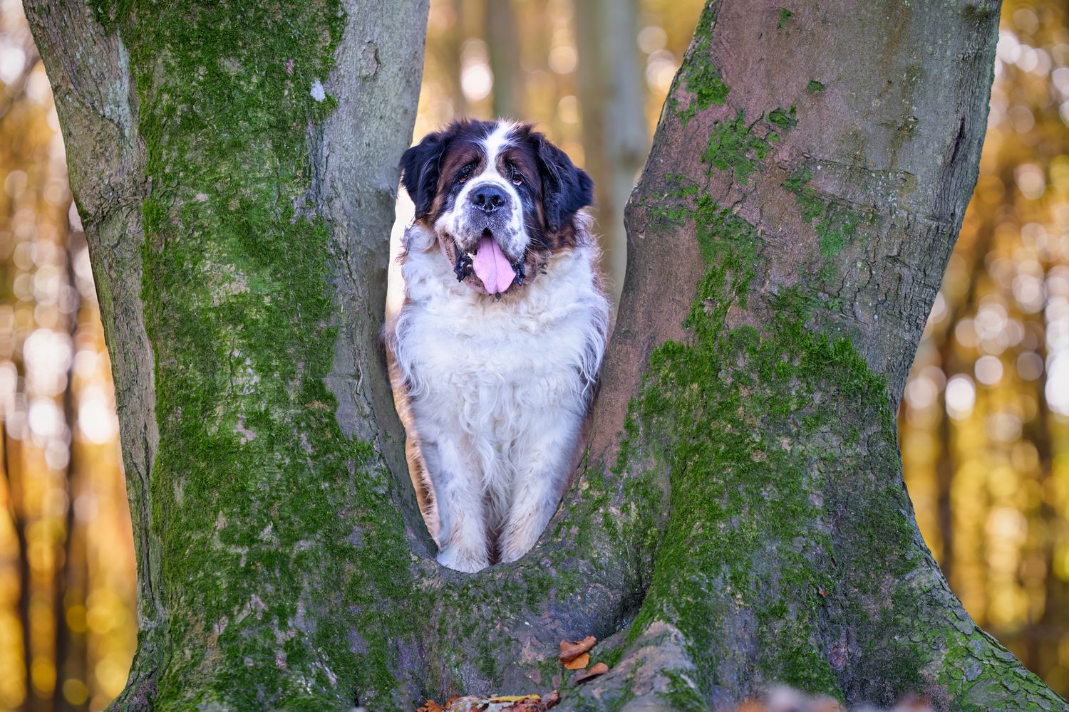 A Saint Bernard framed by two tree trunks
