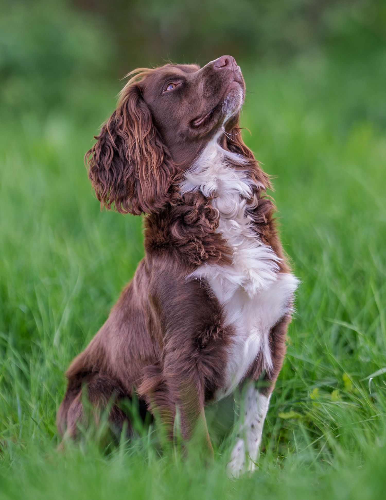 A dog sat to attention in the grass