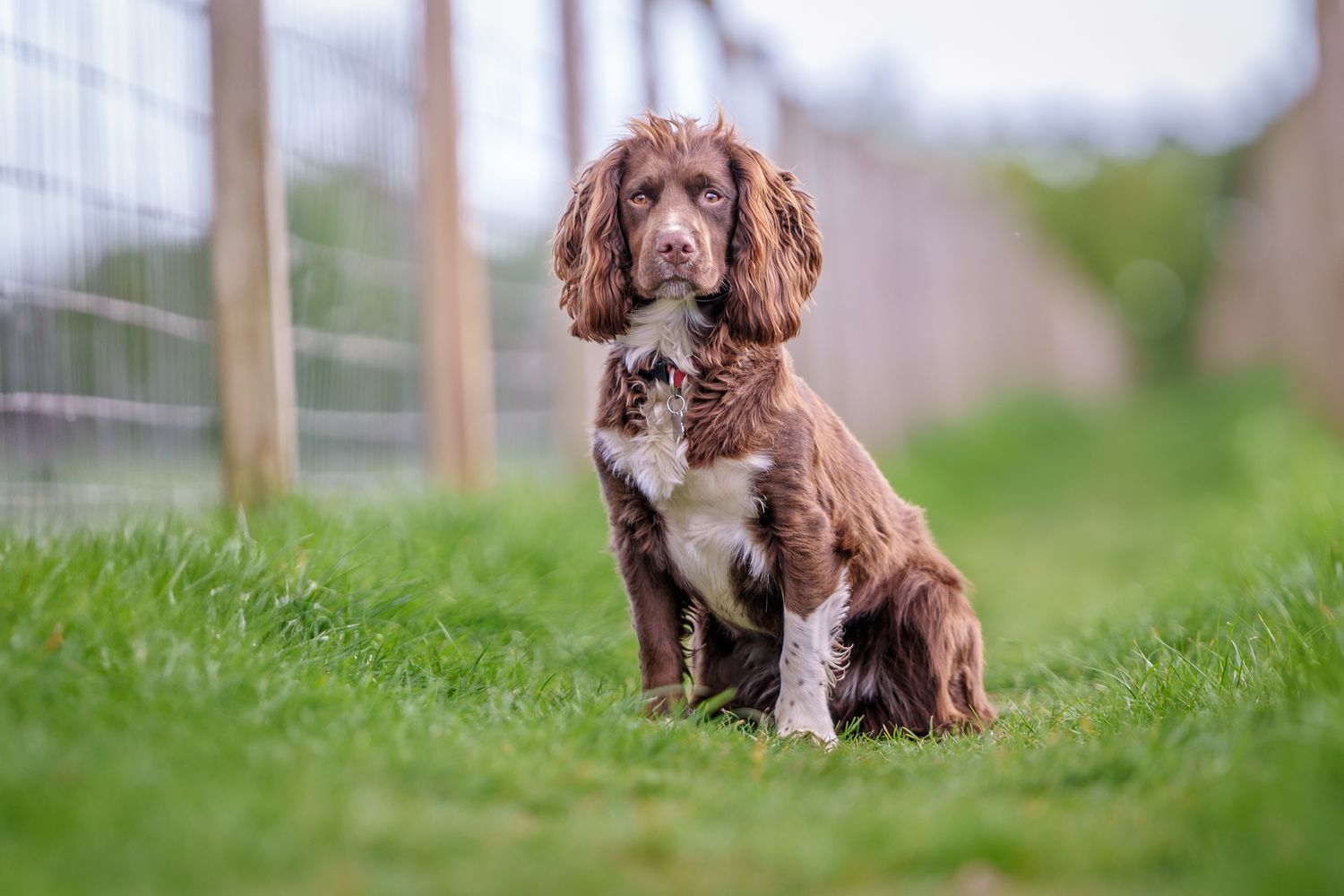 A dog sat to attention on grass next to fencing