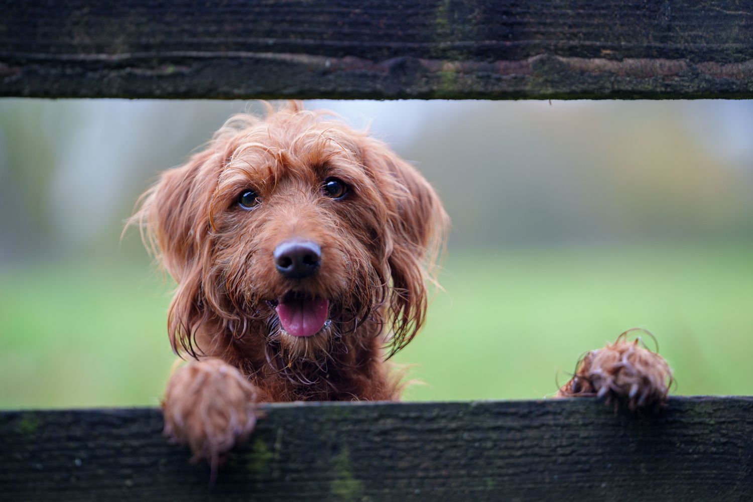 A dog looking at the viewer through a gap in the fence
