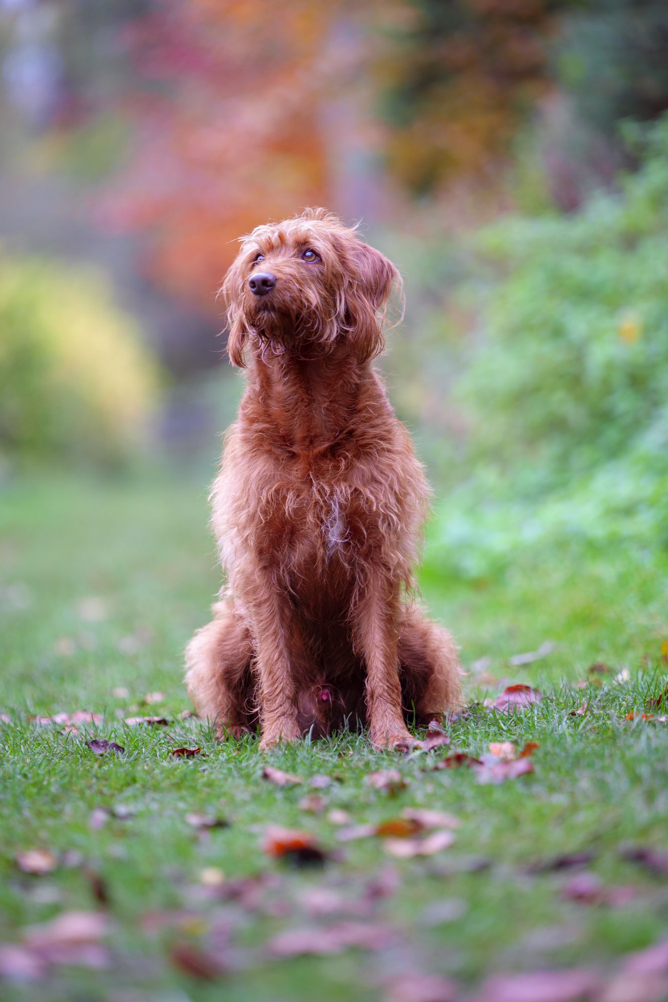 A dog sitting on grass