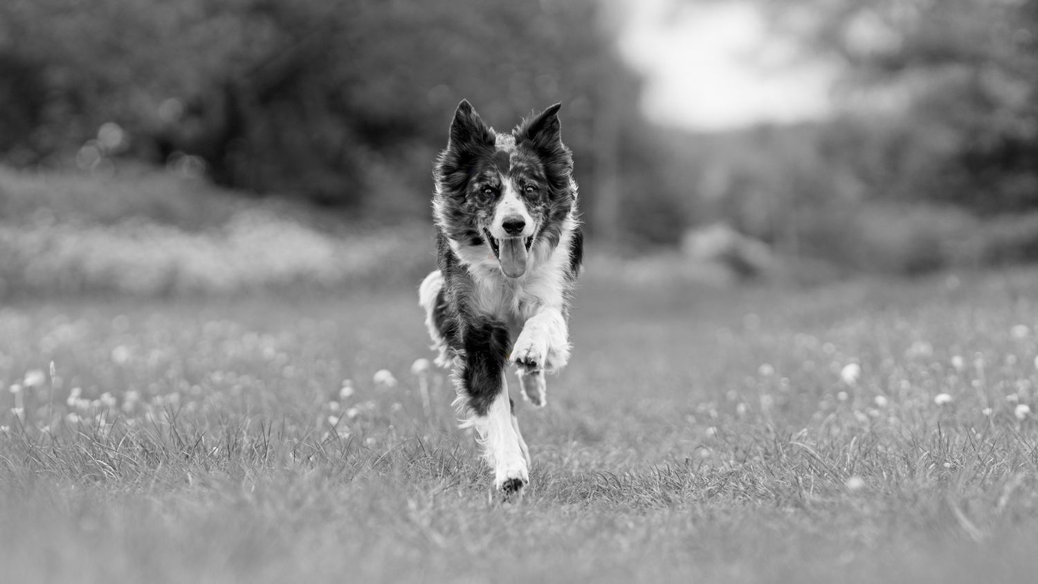 A black and white image of a border collie running towards the viewer