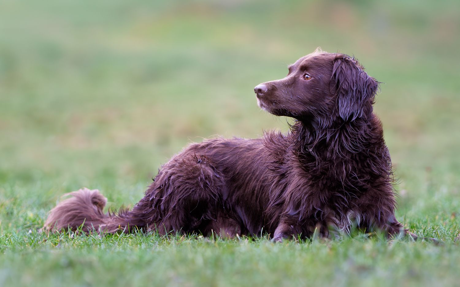 A fine art image of a dog lying on grass
