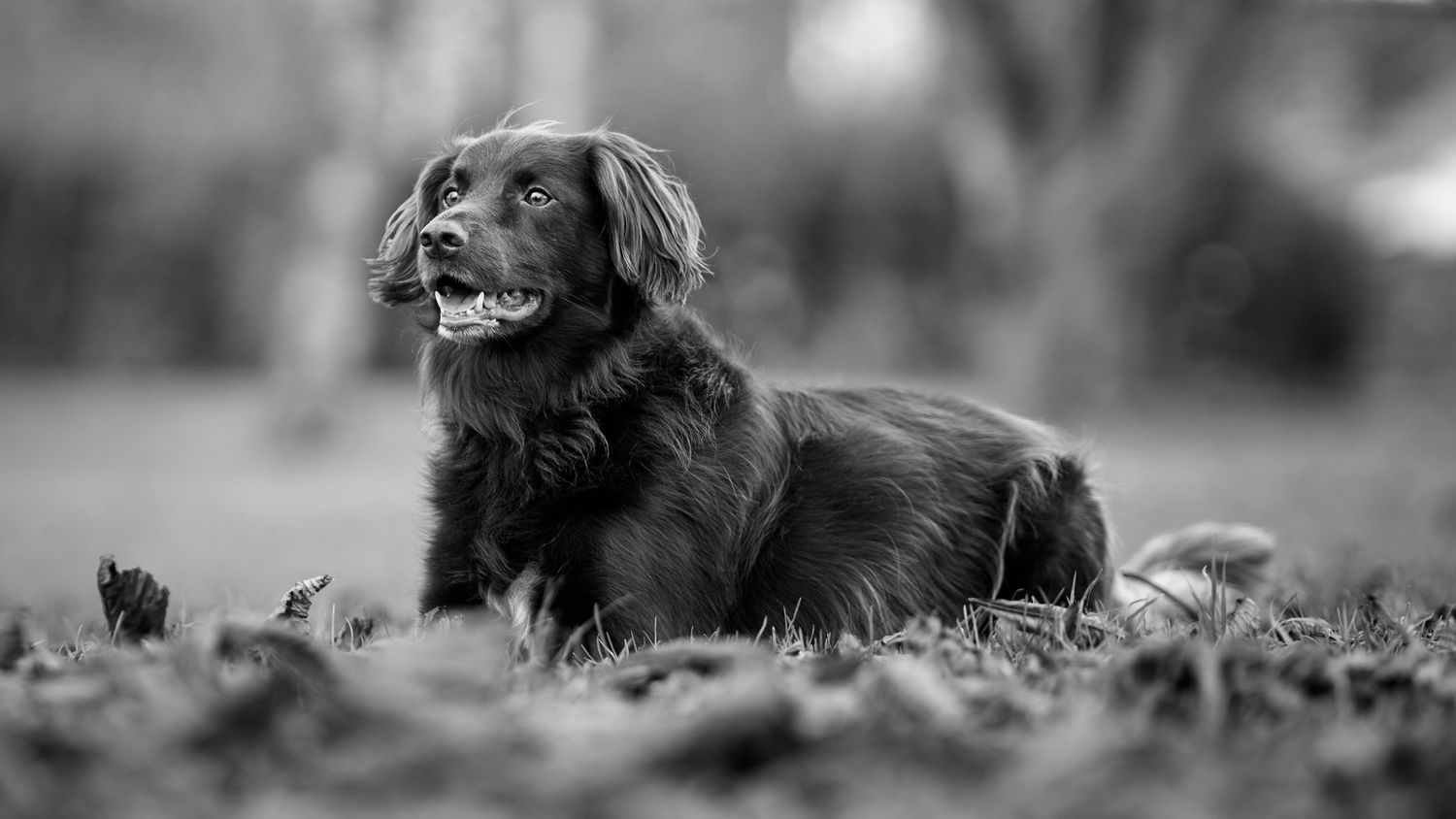 A black and white image of a dog lying on leaves