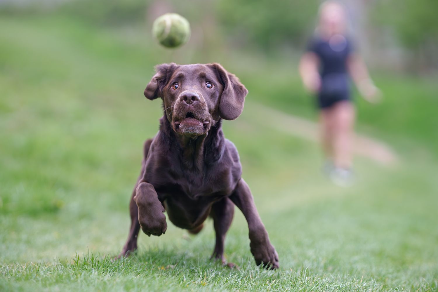 A dog running towards the viewer, chasing a tennis ball