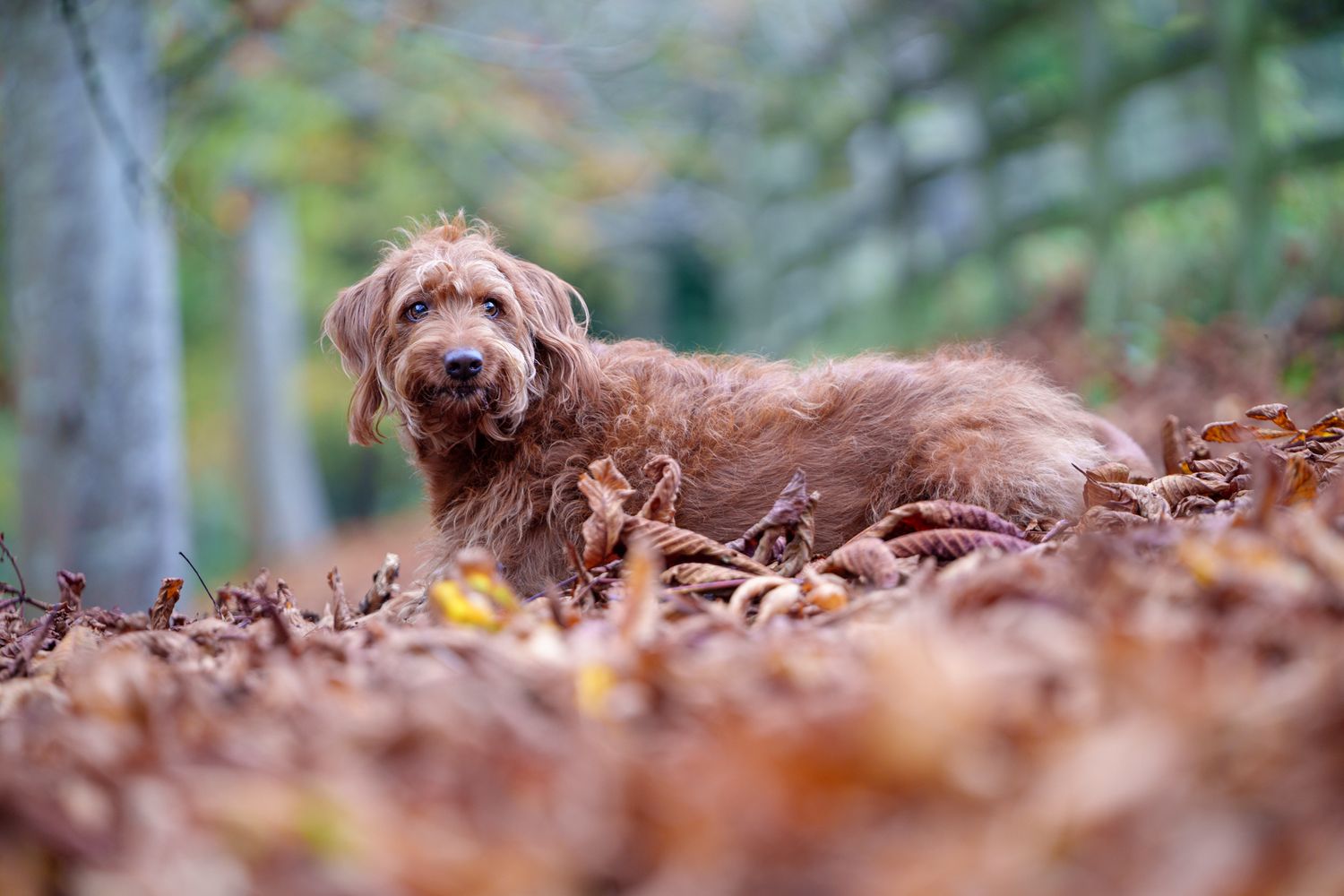 A dog lying in autumn leaves, looking at the viewer