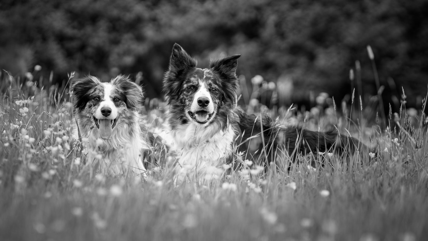 A black and white image of two border collies in the long grass