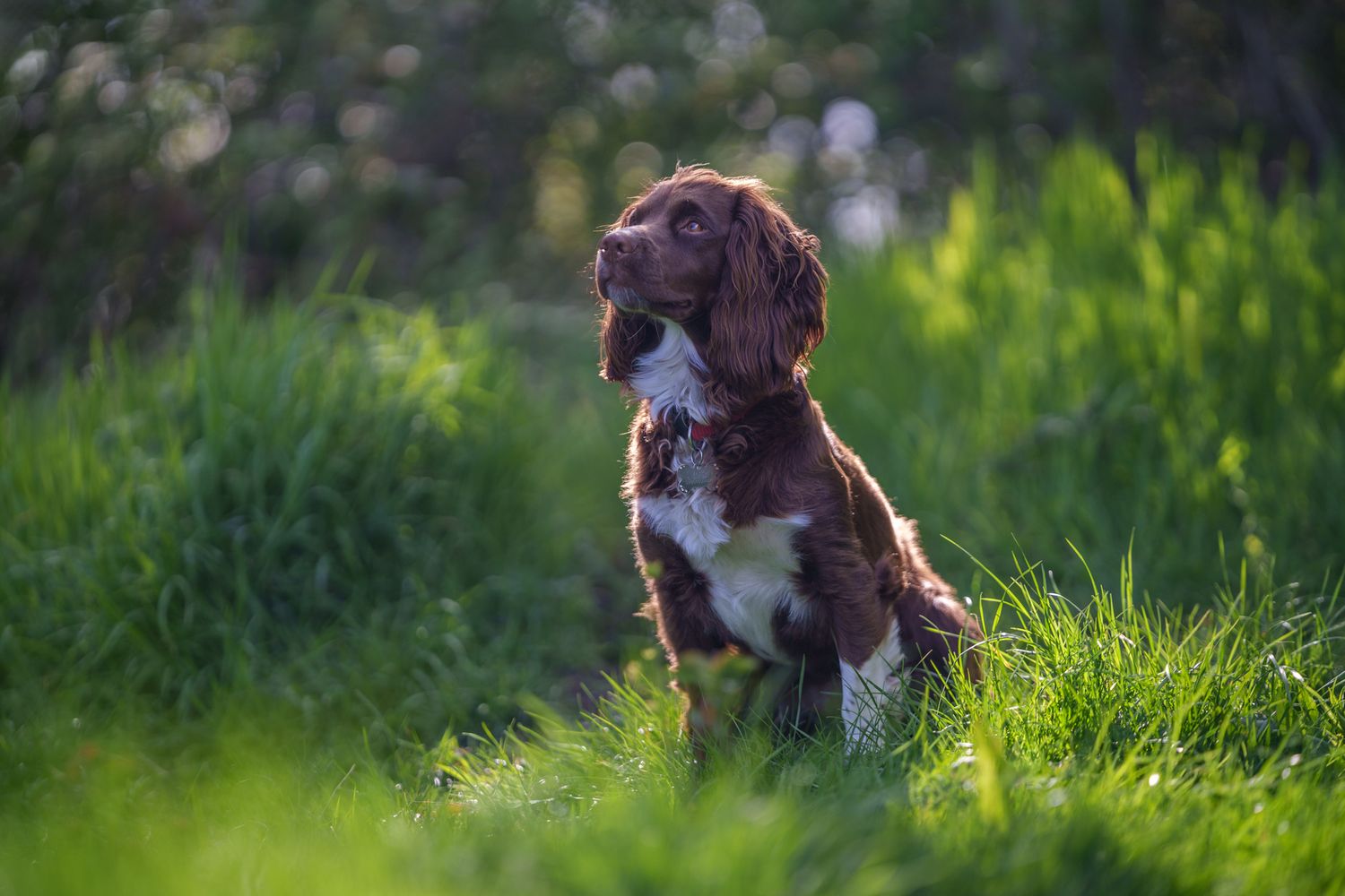 A dog sat to attention in long grass