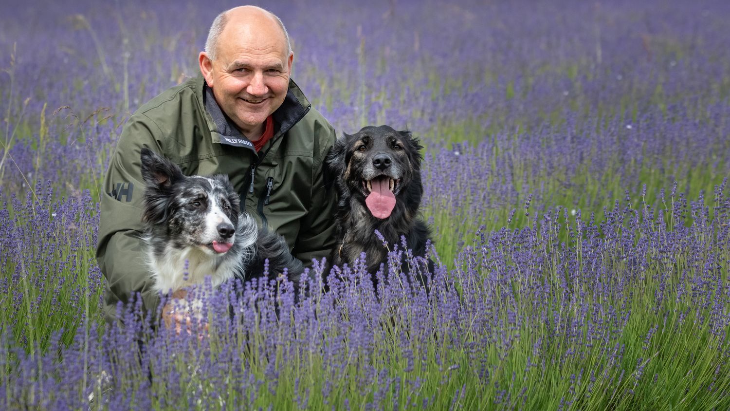 Andrew Ham sat in a field of lavendar with two Border Collies
