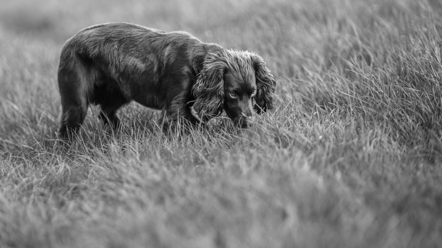 A black and white fine art image of a dog in long grass