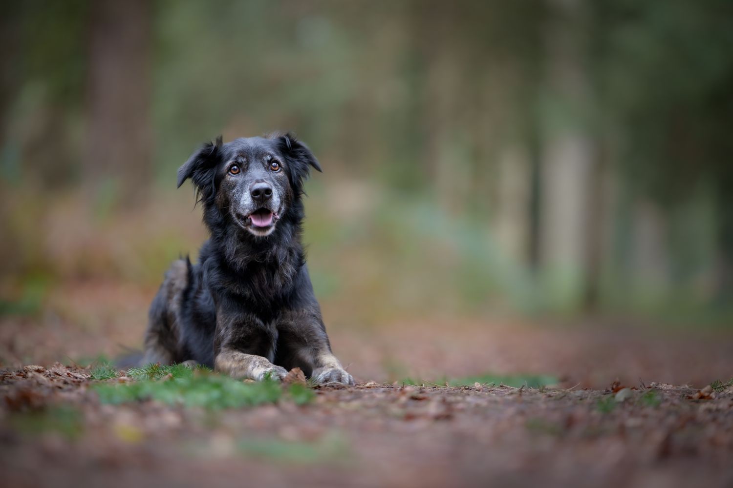 A fine art image of a dog lying in a woodland, facing the viewer