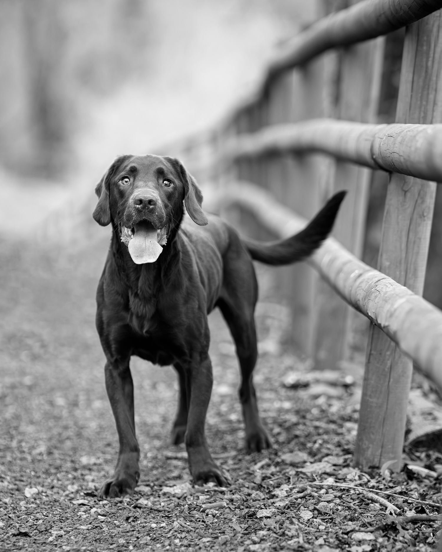 A dog stood next to a wooden fence
