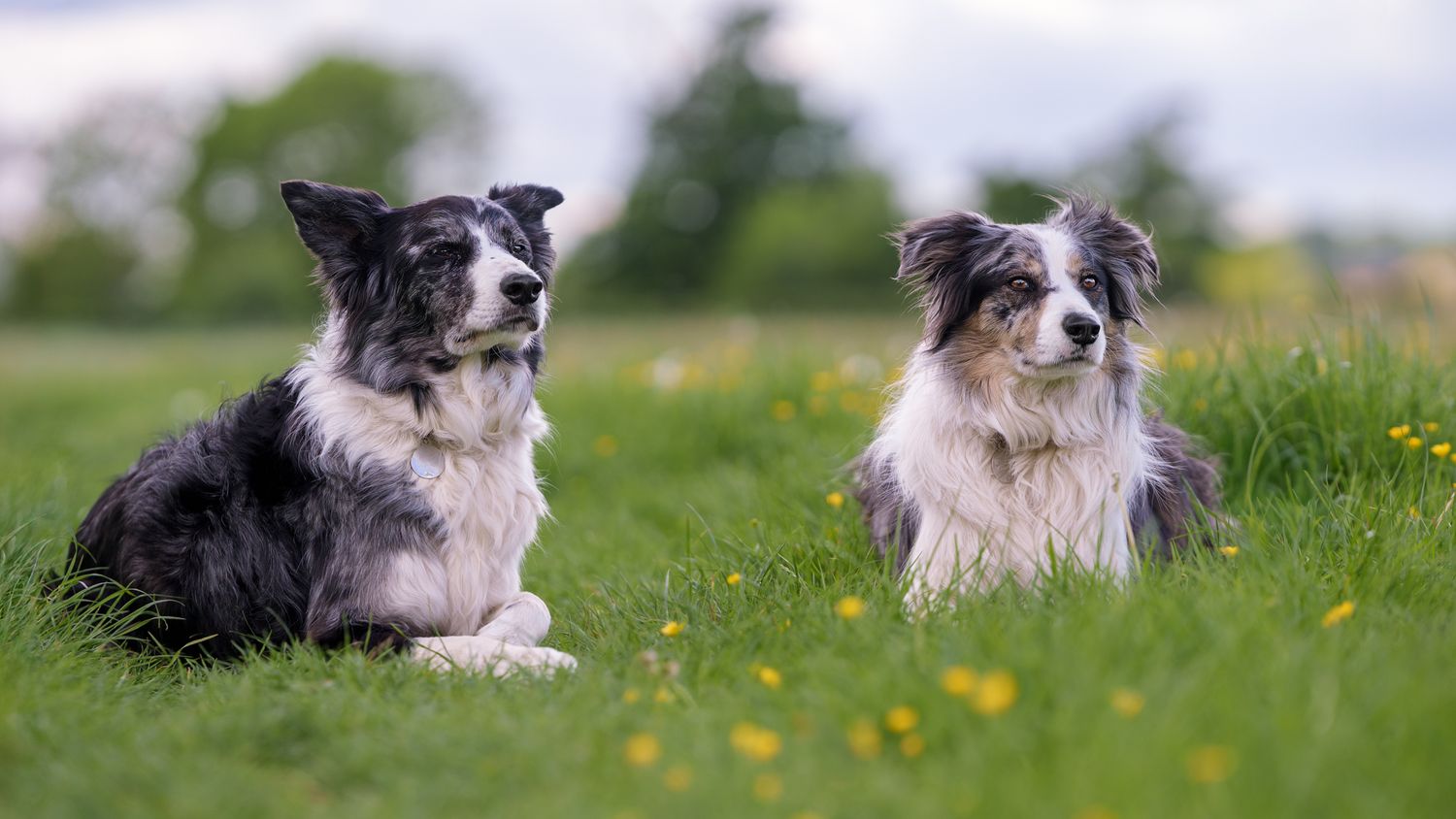 Two border collies lying inthe grass