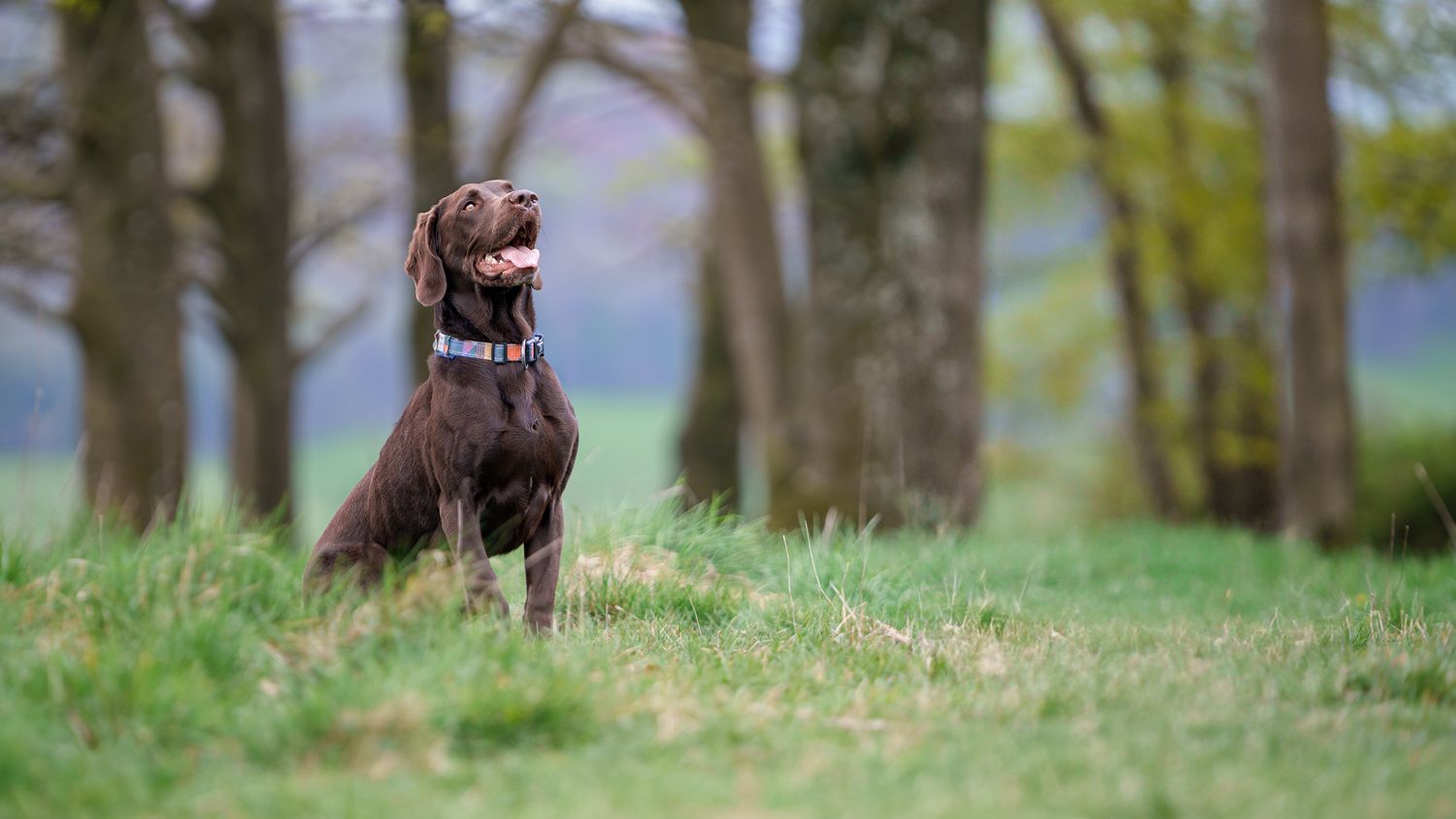 A labrador sat to attention in front of trees