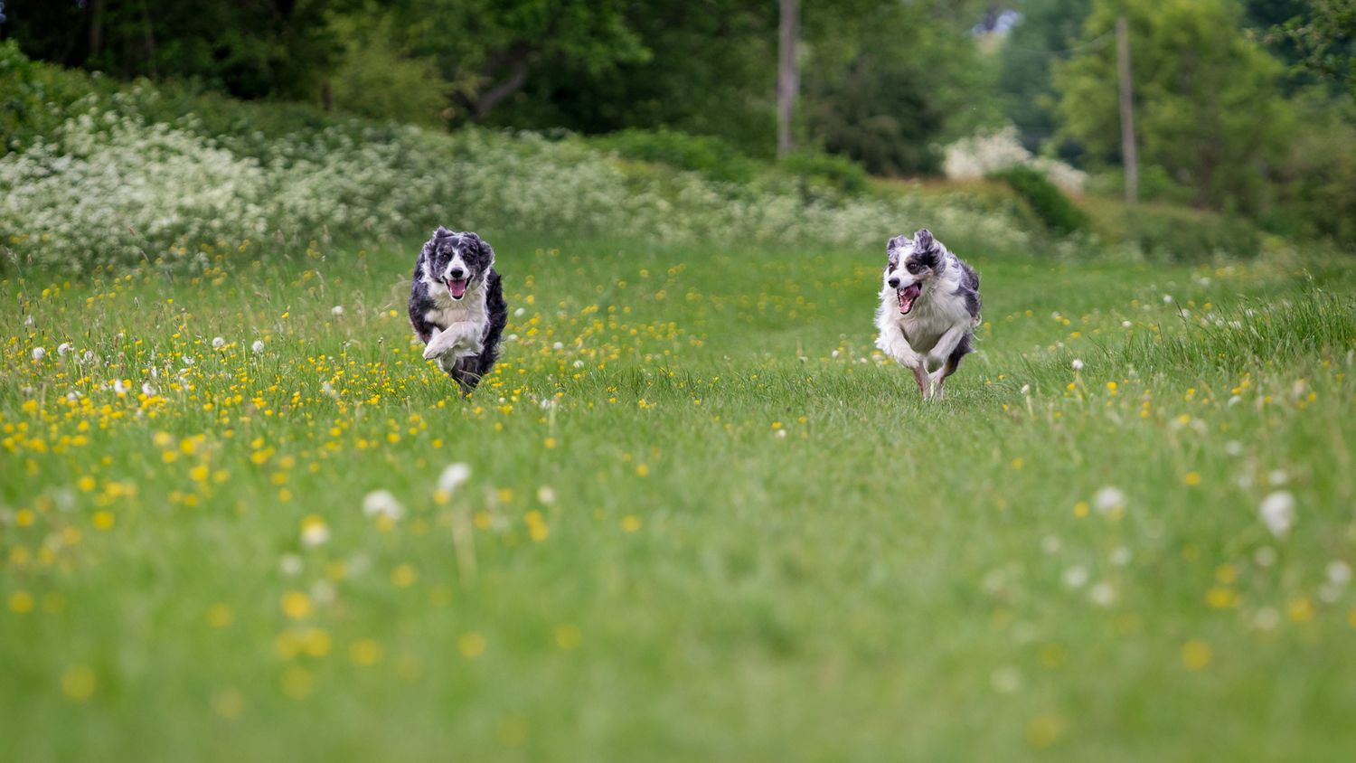 Two border collies running towards the viewer