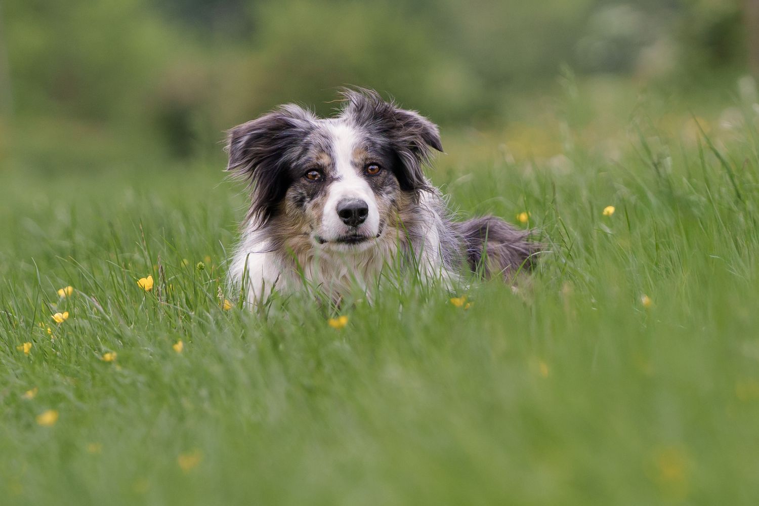 A border collie lying in the grass