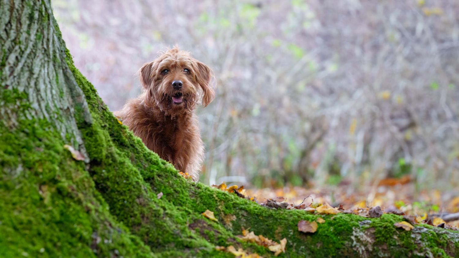 A dog looking at the viewer while looking out from behind a tree