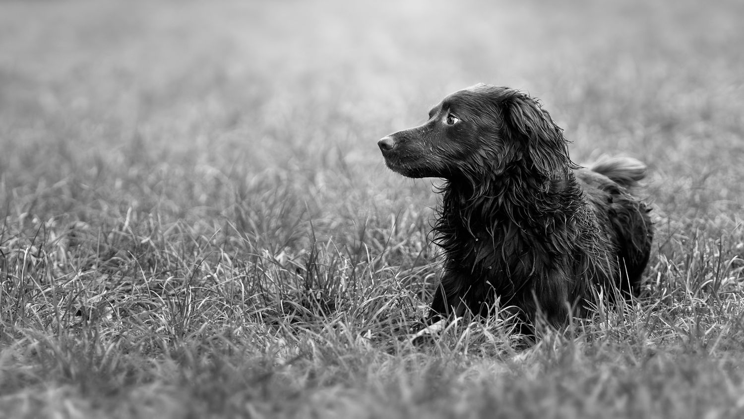A black and white fine art image of a dog in long grass