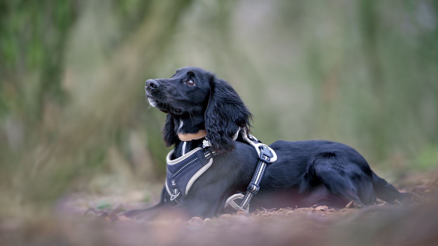 An young dog wearing a harness, lying on the ground