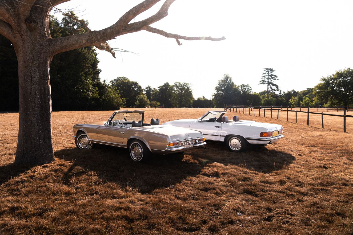 Two classic Mercedes-Benz convertibles parked on golden grass beside a tree in a scenic countryside setting.