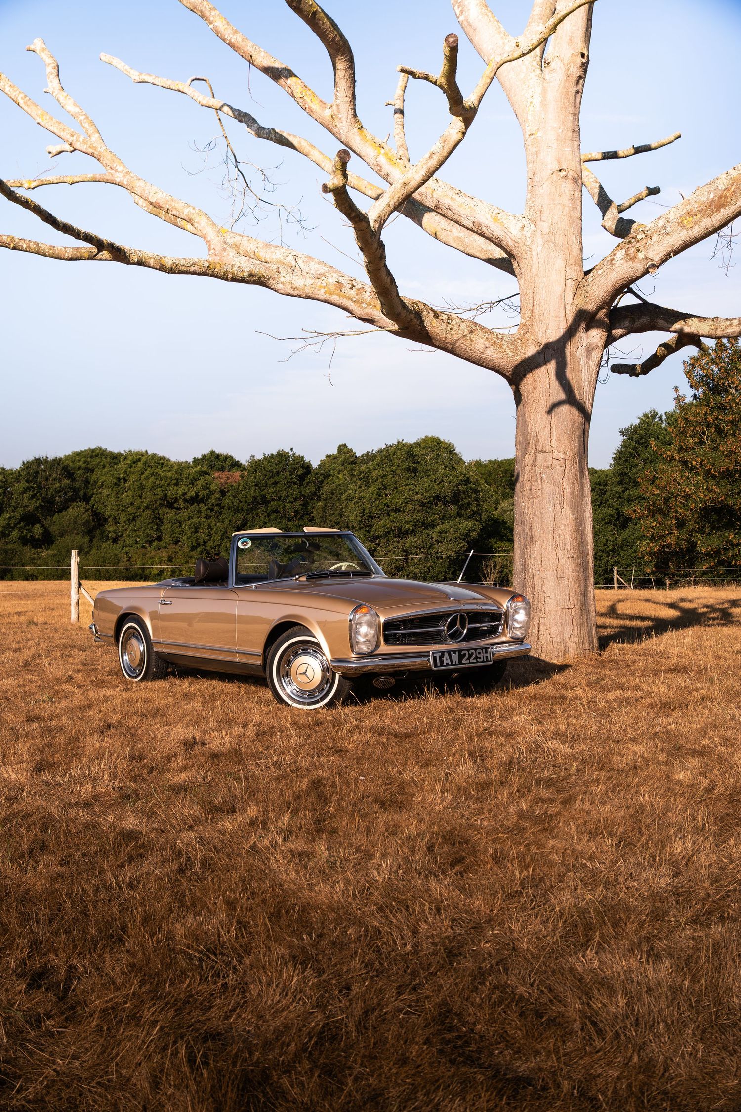Vintage Mercedes-Benz convertible parked beside a bare tree in a golden field at sunset.