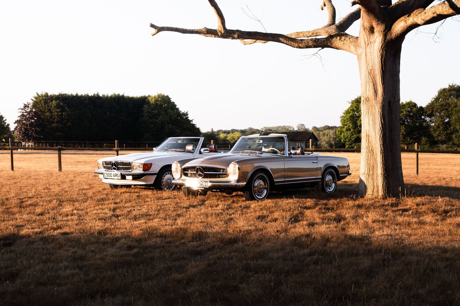Two classic Mercedes-Benz convertibles parked in a golden field near a bare tree at sunset.