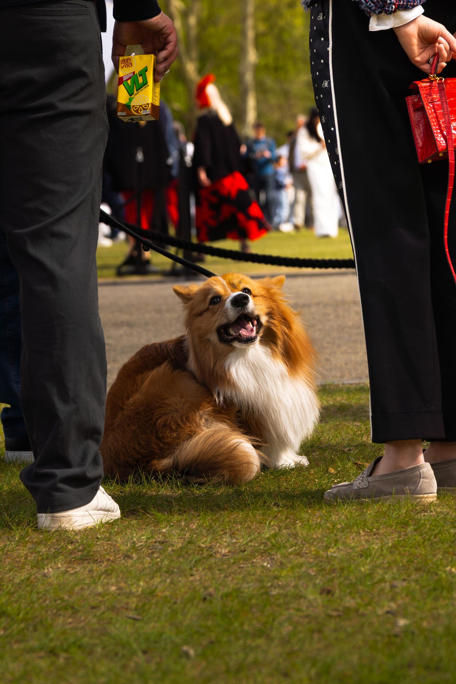 A happy Shetland Sheepdog Sheltie sits on grass between the legs of attendees at an outdoor event.