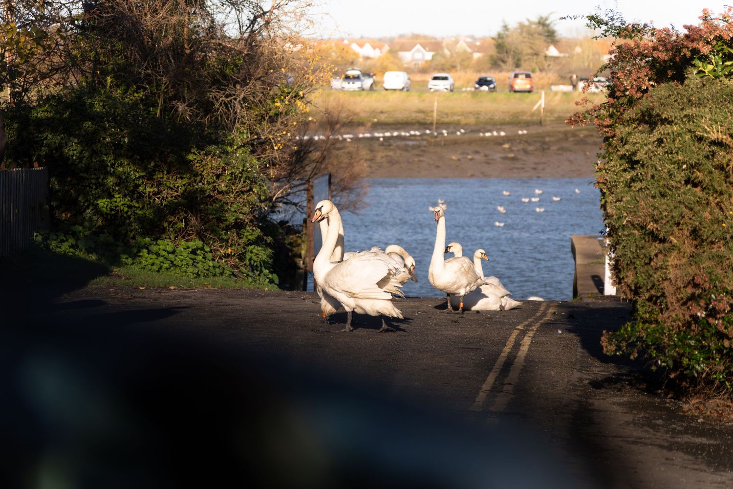 A family of swans walking along a waterside path surrounded by lush green hedgerows.
