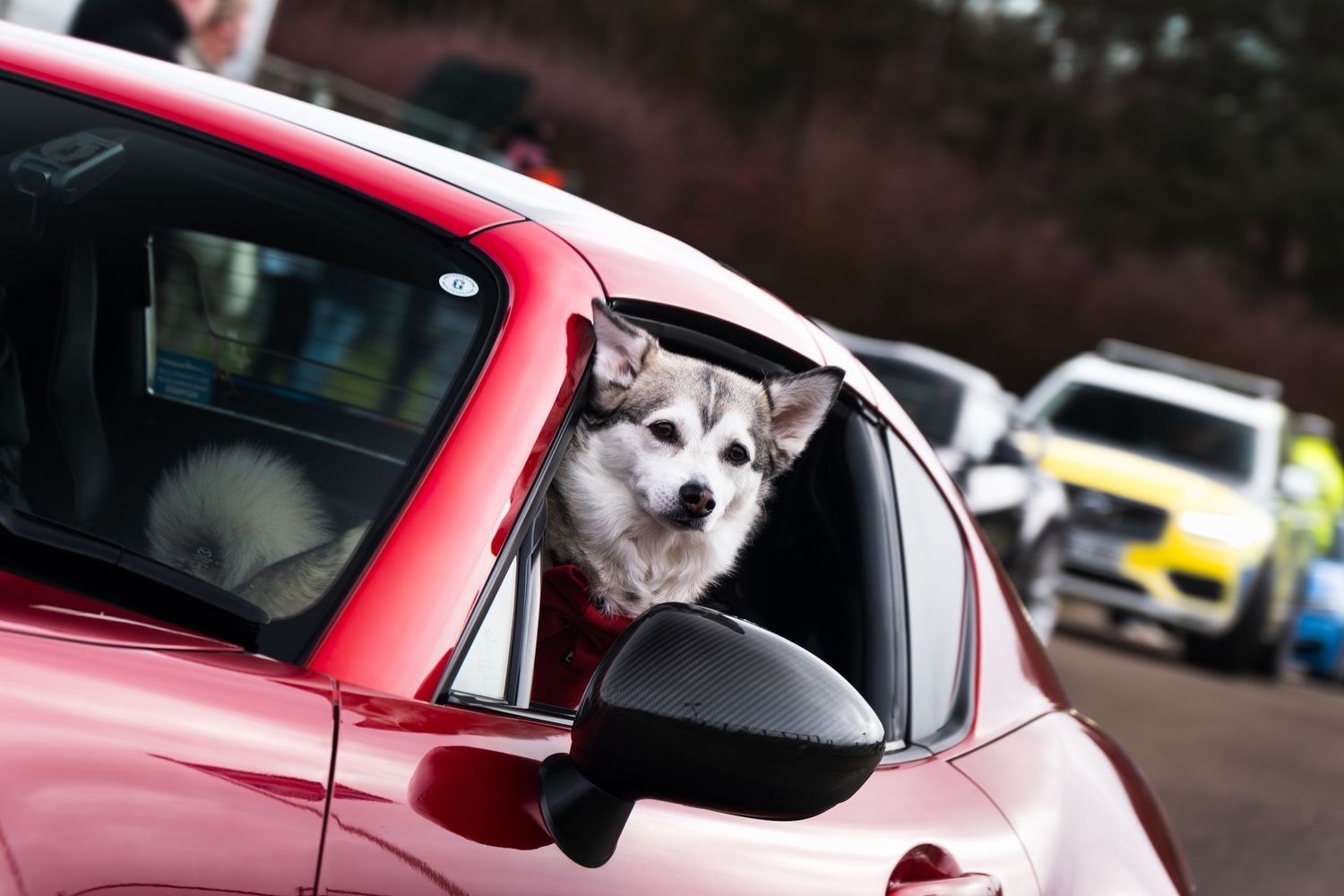 A fluffy corgi dog peers out of the window of a red car at a car meet event.