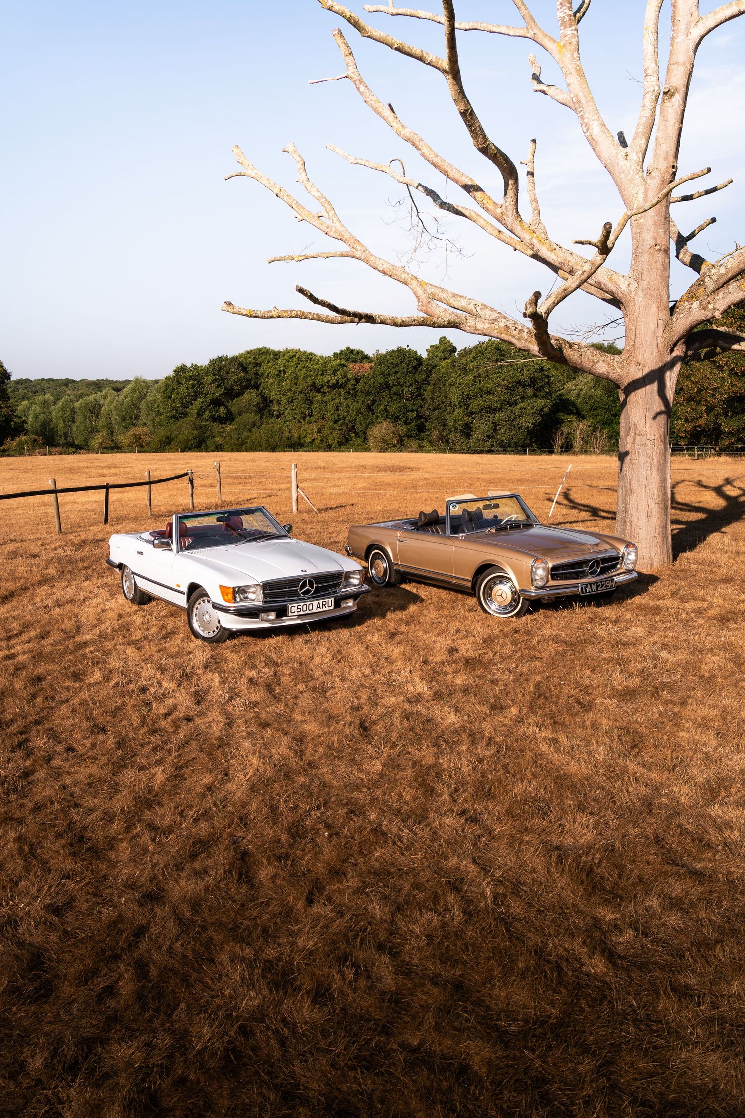 Two classic Mercedes-Benz convertibles parked beside a bare tree in a golden field with green trees in the background.