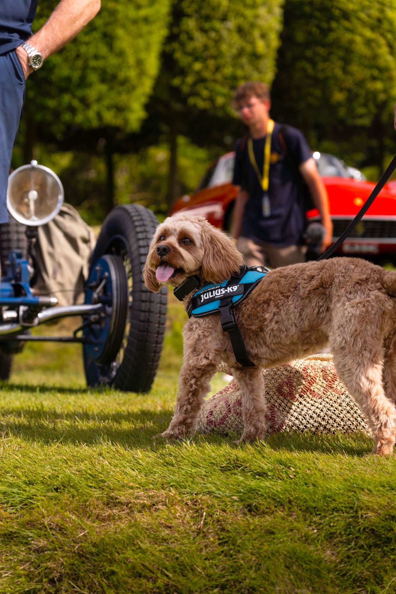 A fluffy dog wearing a blue Julius-K9 harness stands on grass at an outdoor classic car event.
