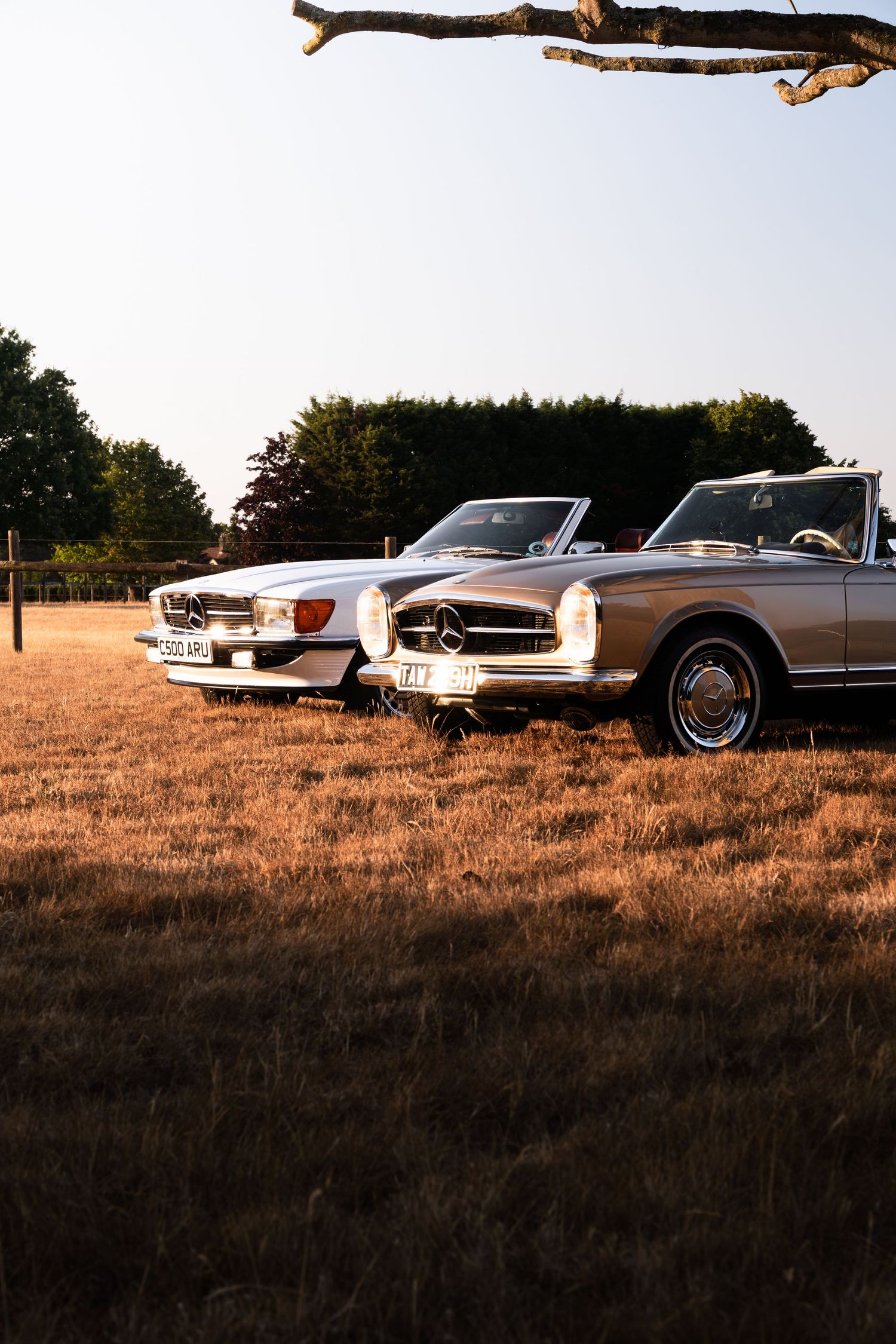 Two classic Mercedes-Benz convertibles parked in a golden field at sunset with trees in the background.