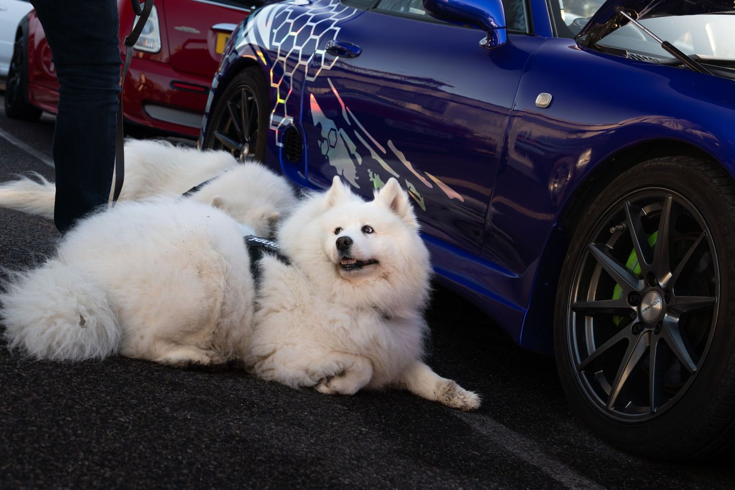 Fluffy white Samoyed dog lying beside a blue sports car in a parking lot.