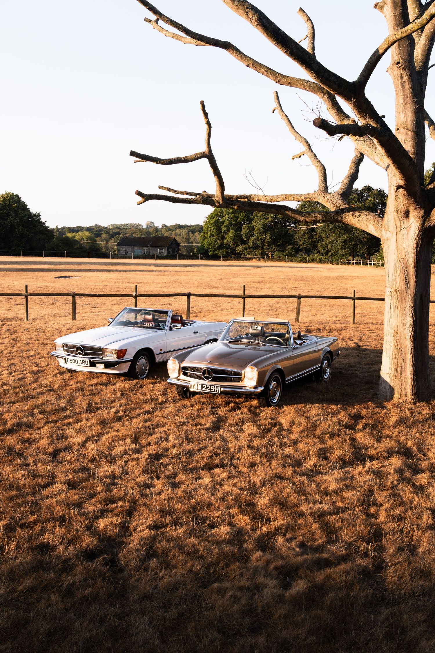 Two classic silver Mercedes-Benz convertibles parked on dry grass beside a bare tree at golden hour.