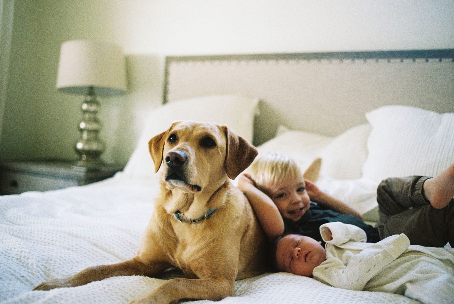 A golden retriever dog rests on a cozy bed with white linens while someone reads beside them.