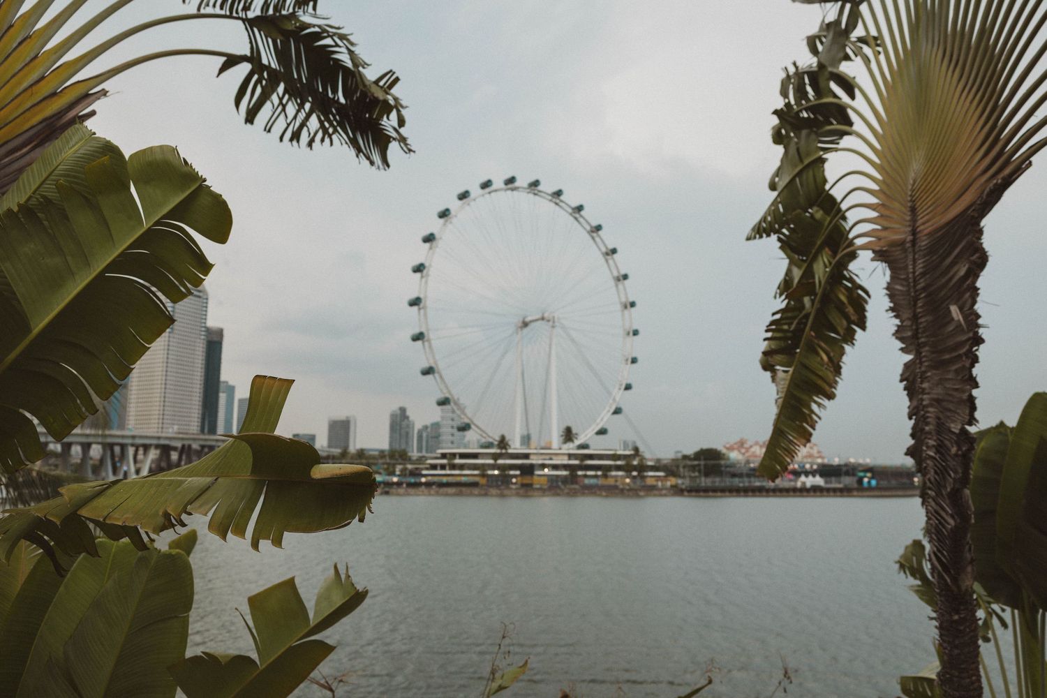 Singapore Flyer ferris wheel viewed through tropical palm leaves across a calm waterway.