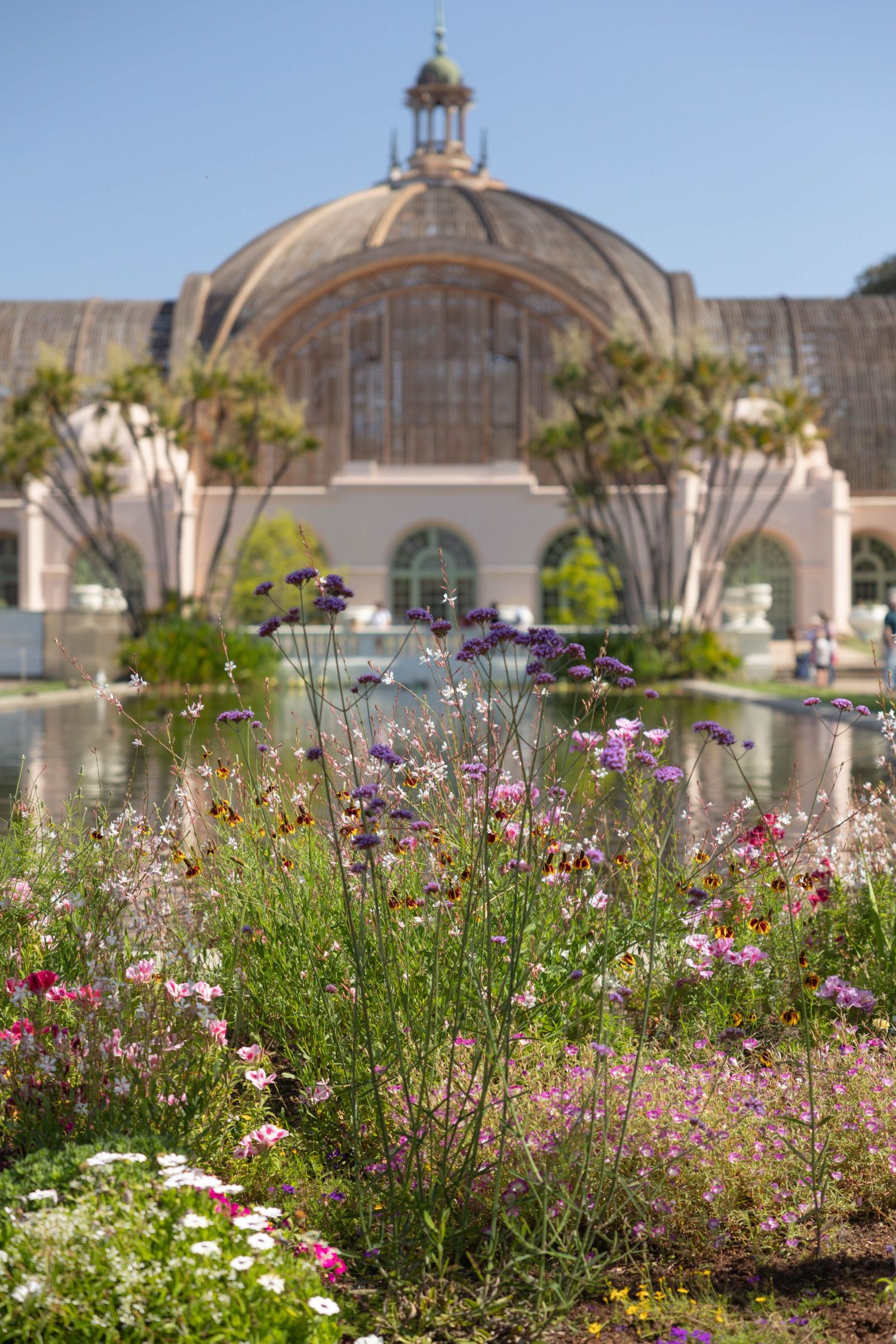 Colorful wildflowers bloom in front of the historic Botanical Building and lily pond at Balboa Park, San Diego.