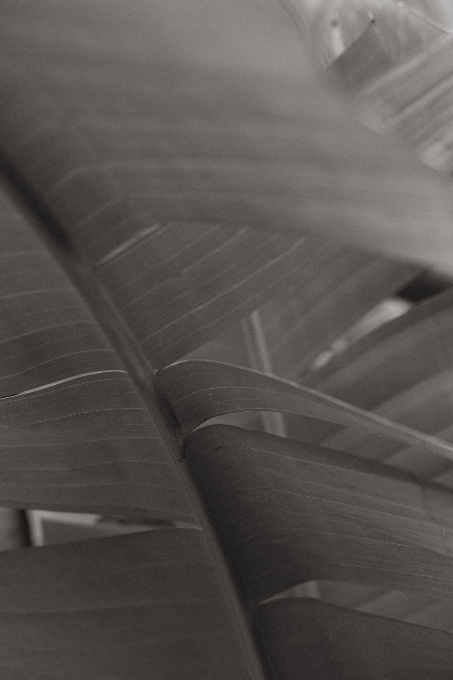 black and white photo close up of large palm plant leaf.