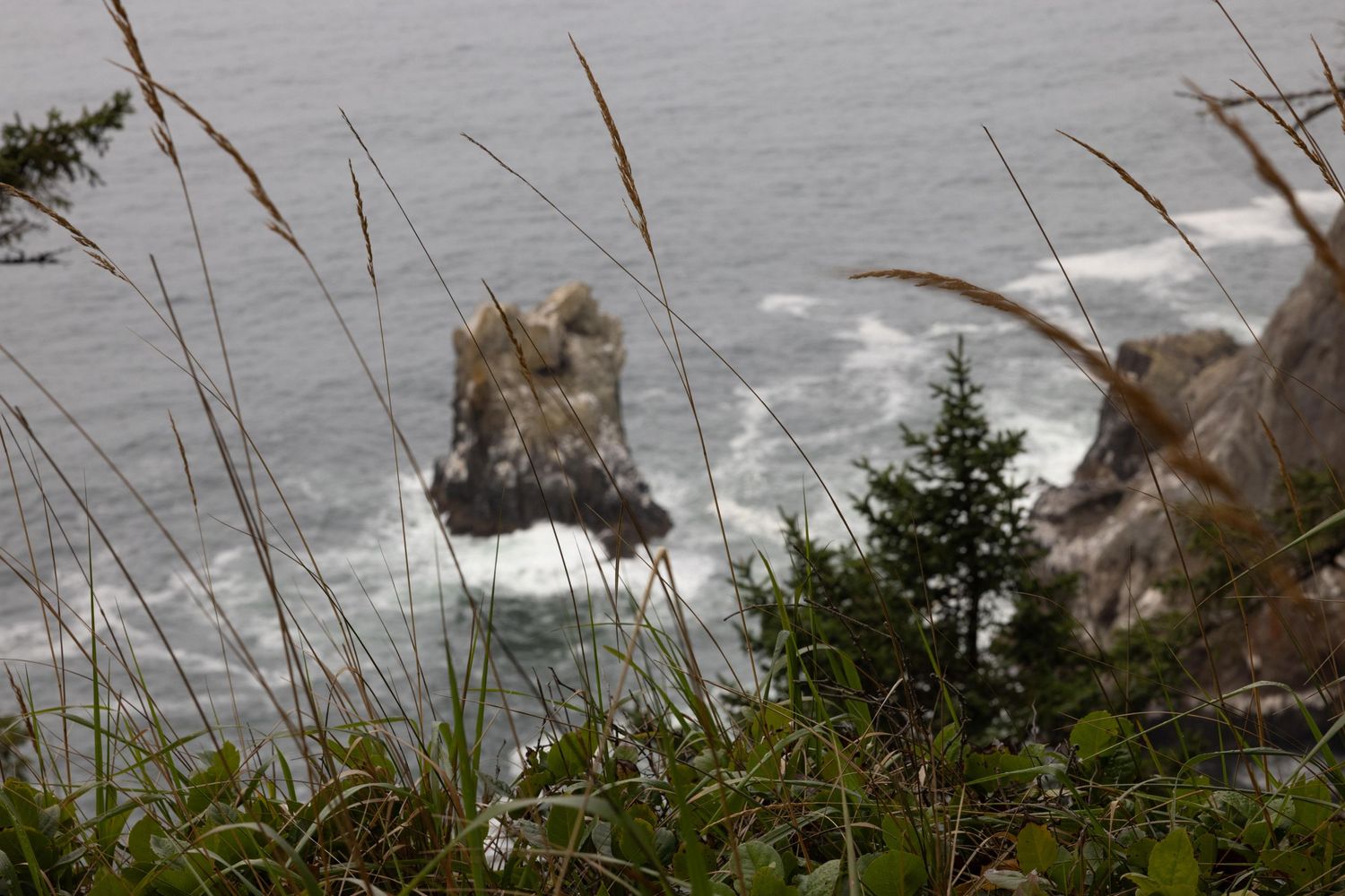 Rocky sea stacks emerge from Pacific Ocean waves, viewed through coastal grasses and evergreen trees from a clifftop overlook.