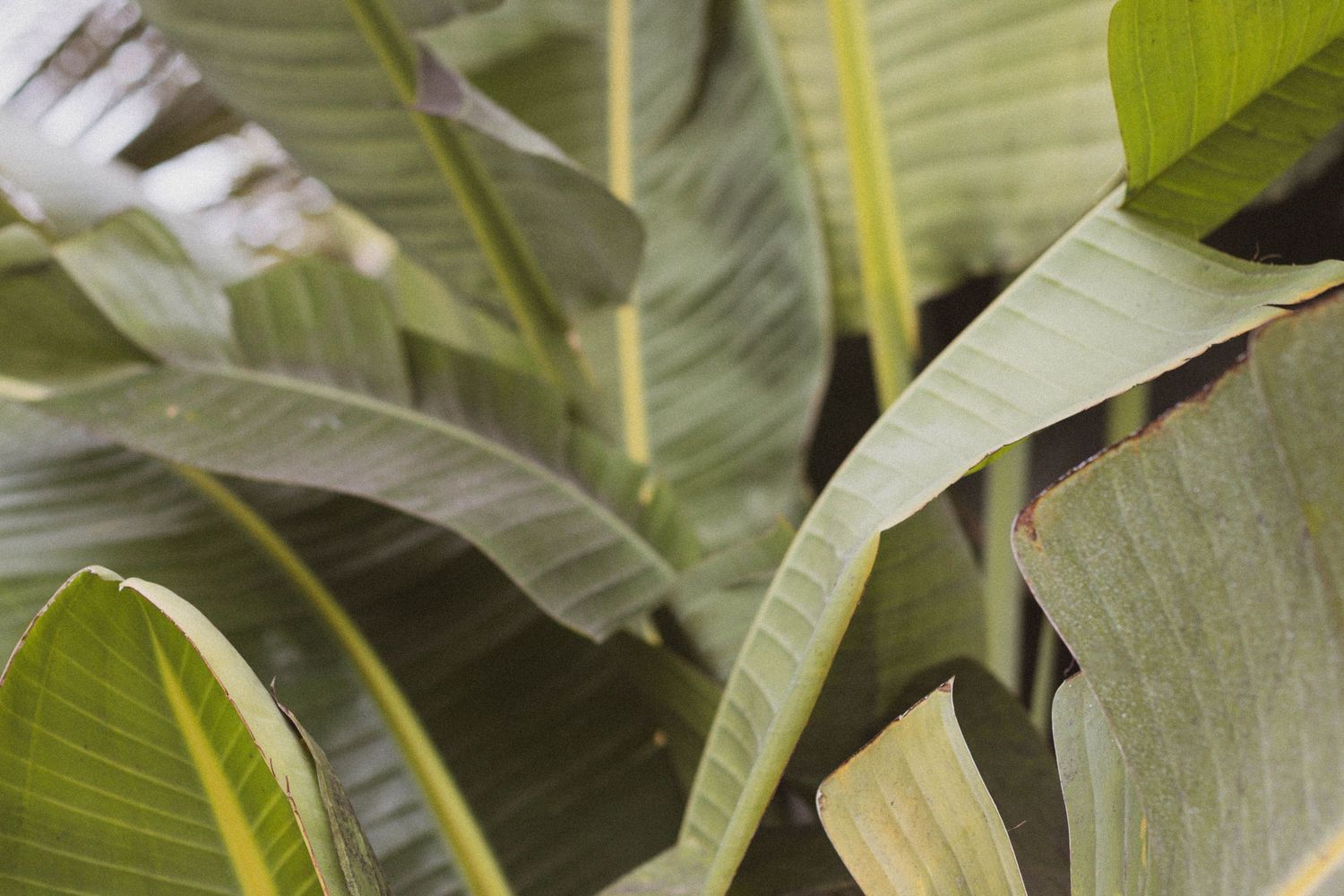 leafs, close up palm frawns.