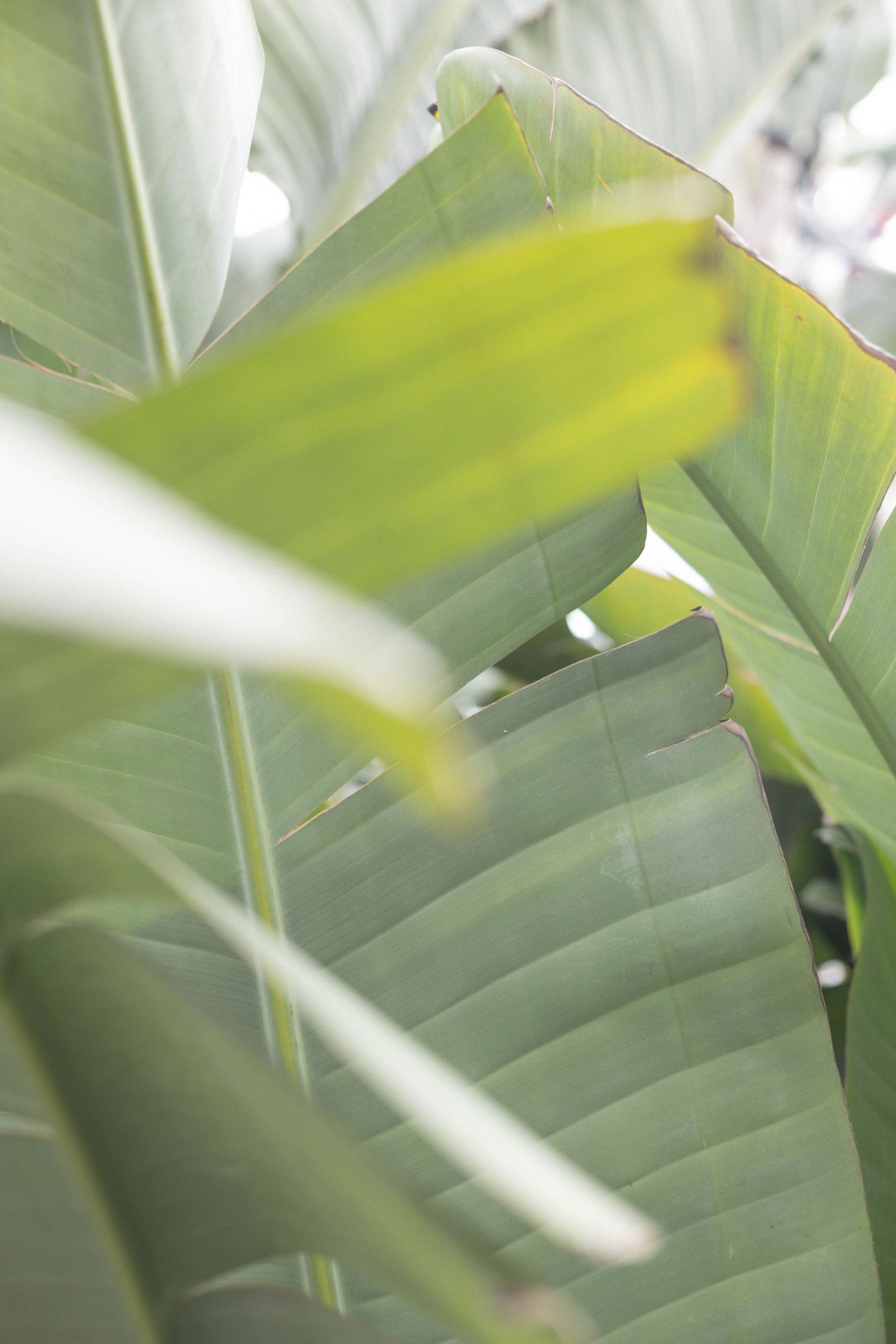 close up of green palm leaf.