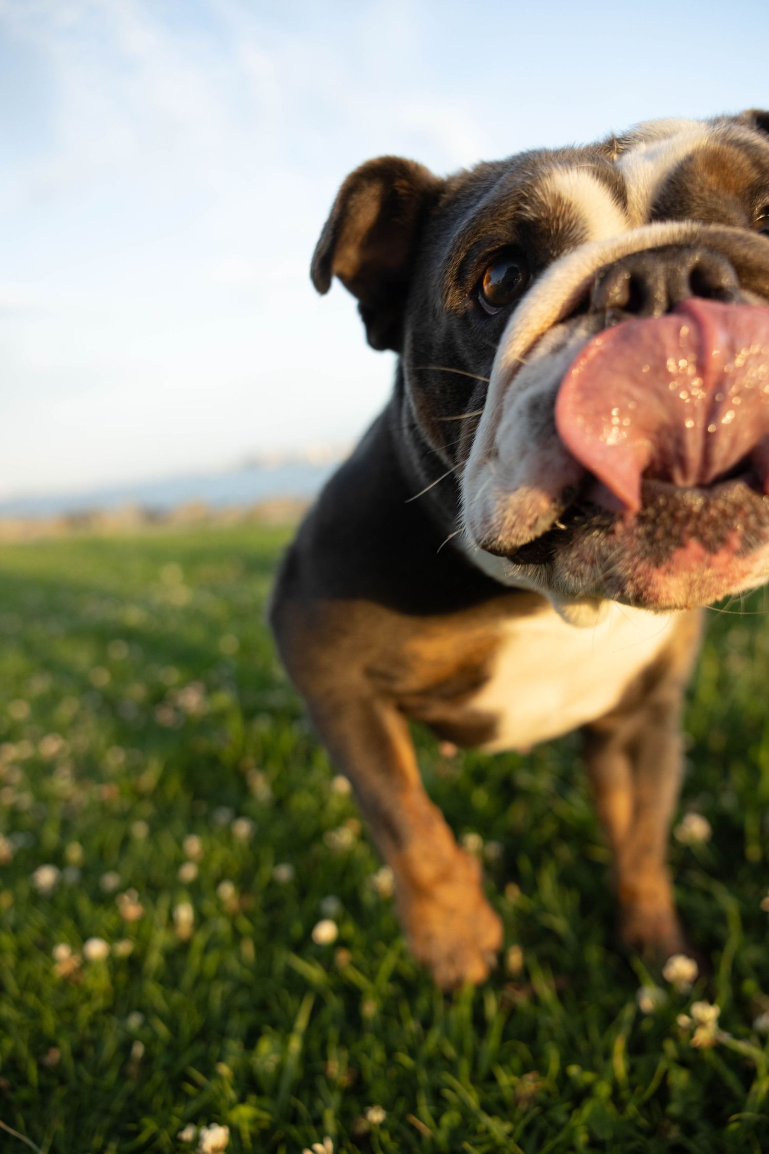 Adorable English Bulldog with tongue out standing on green grass outdoors.