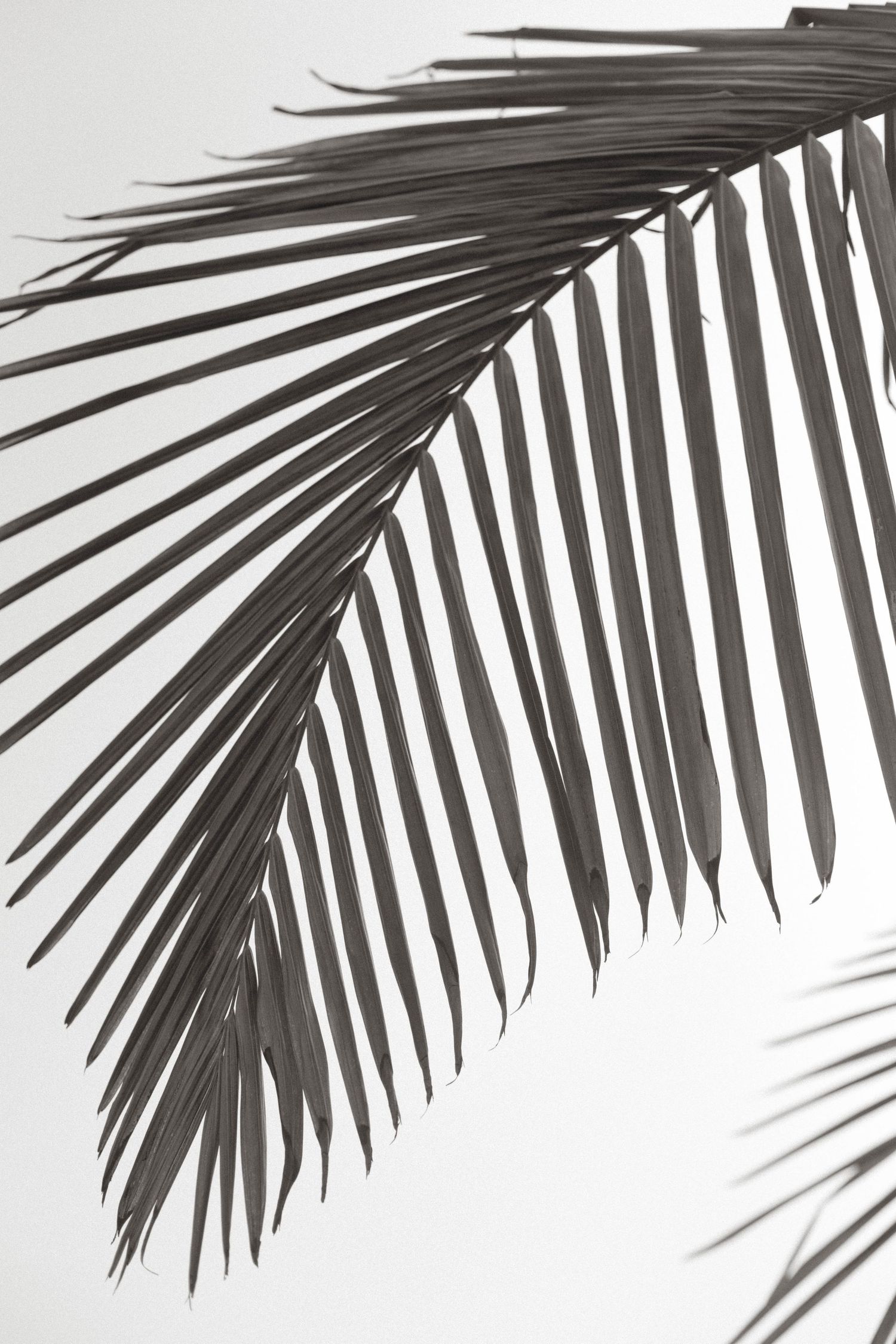 palm leaf black and white.