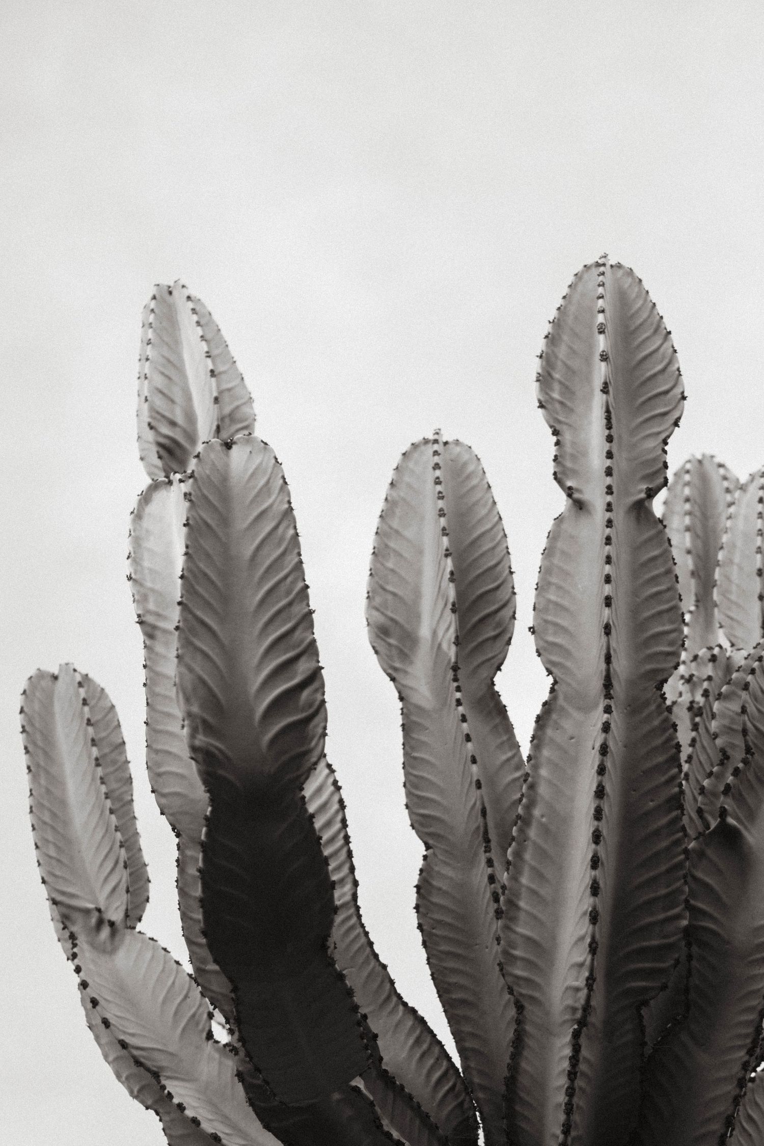 photo of the top of a cactus plant in black in white.