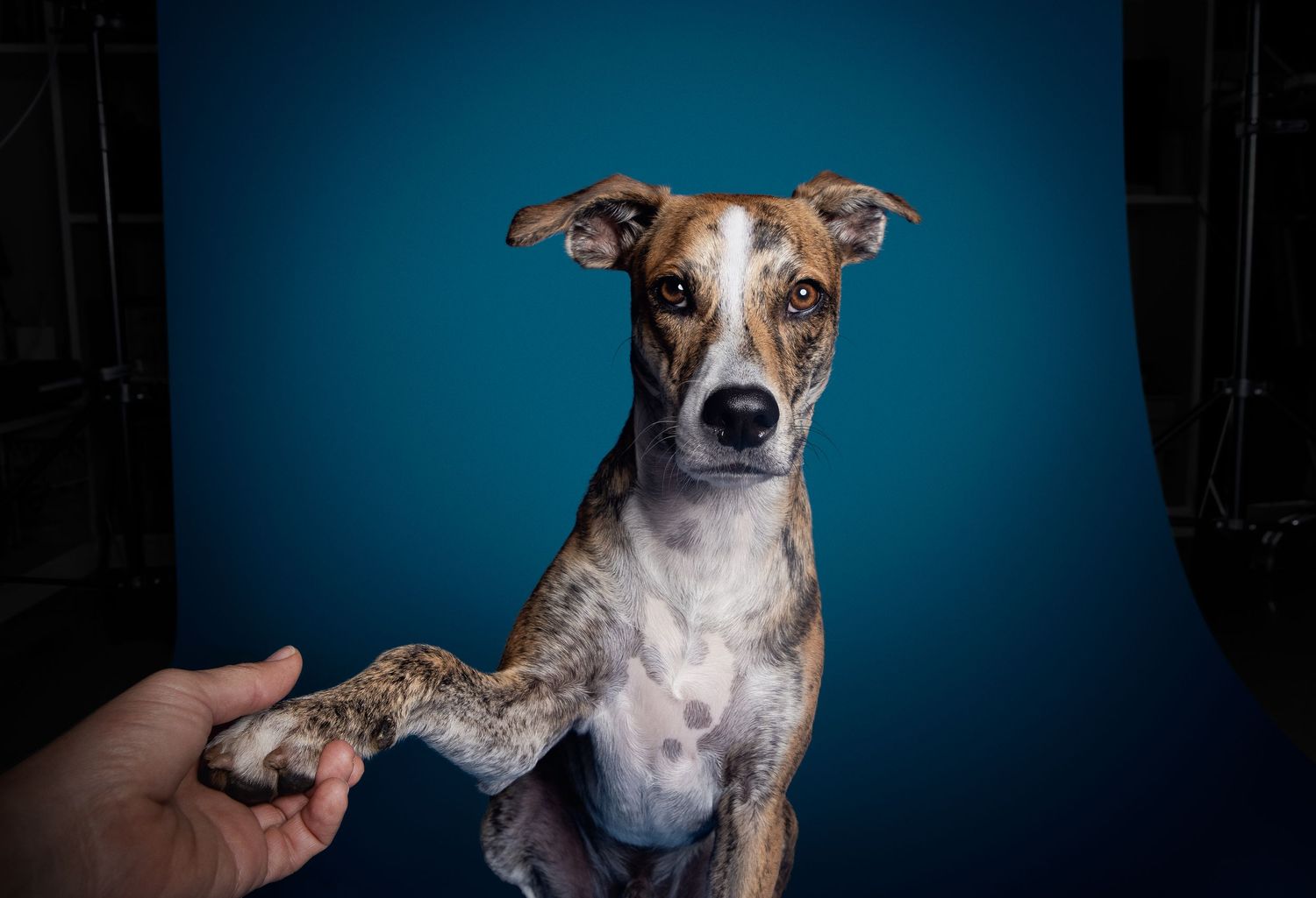 Portrait of a rescue mixed bread dog in Studio 

Retrato fotográfico en estudio de un perro de raza mixta rescatado.