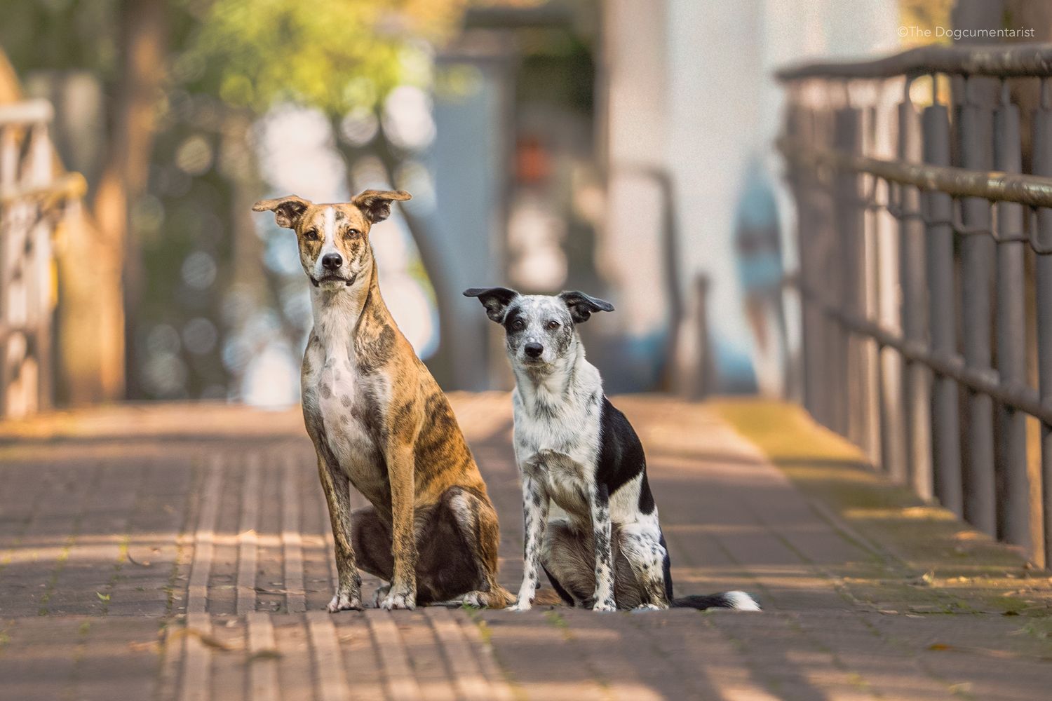 2 perritos rescatados posando