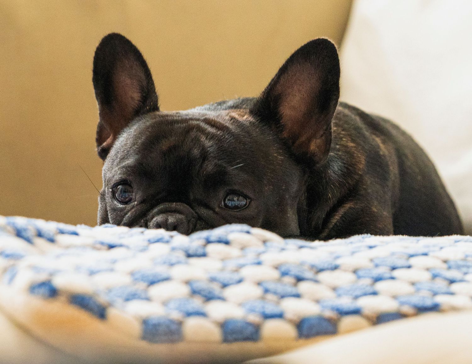 Beautiful picture of a intimate moment of peace for this French Buldog.

Hermoso retrato de un monebto intimo de esta bella Buldog Frances