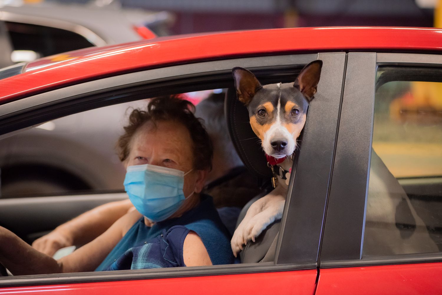 Woman in a blue face mask sits in the driver's seat of a red car while her dog with perked ears looks out the open window.